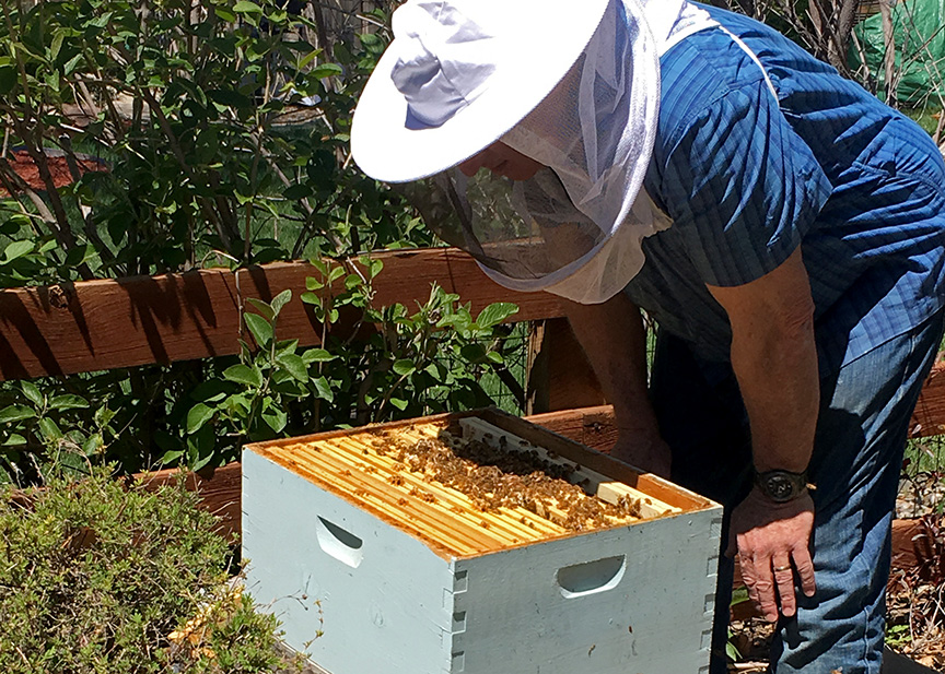 Physics for beekeepers: mold in a beehive - Honey Bee Suite